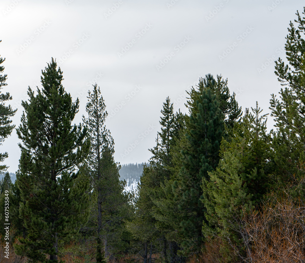 View of the trees on the trail in Monterey, California