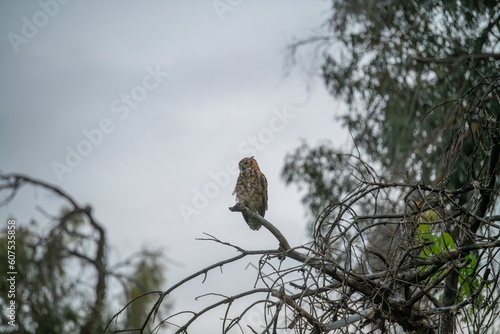 Great Horned Owl on a Branch