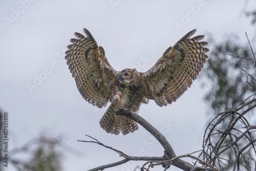 Great Horned Owl Wings