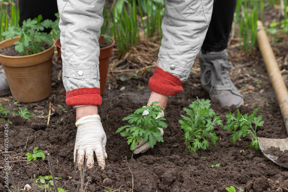Fototapeta premium Female hands in gloves replanting flower from pots to the soil. Gardener senior woman planting chrysanthemum flowers.