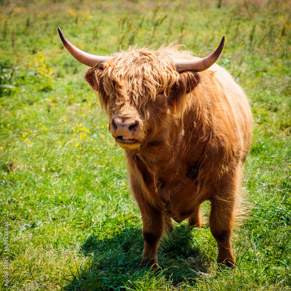 Brown higland cow in green meadow
