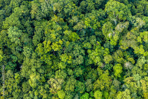 Aerial view of green summer forest. Summer in forest aerial top view. Drone shoot above colorful green texture in nature. Rainforest ecosystem and healthy environment concept and background