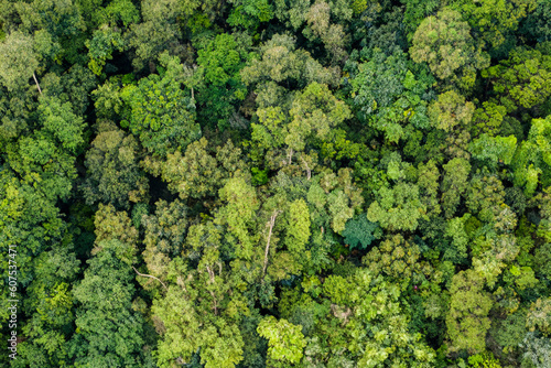 Aerial view of green summer forest. Summer in forest aerial top view. Drone shoot above colorful green texture in nature. Rainforest ecosystem and healthy environment concept and background © kanpisut