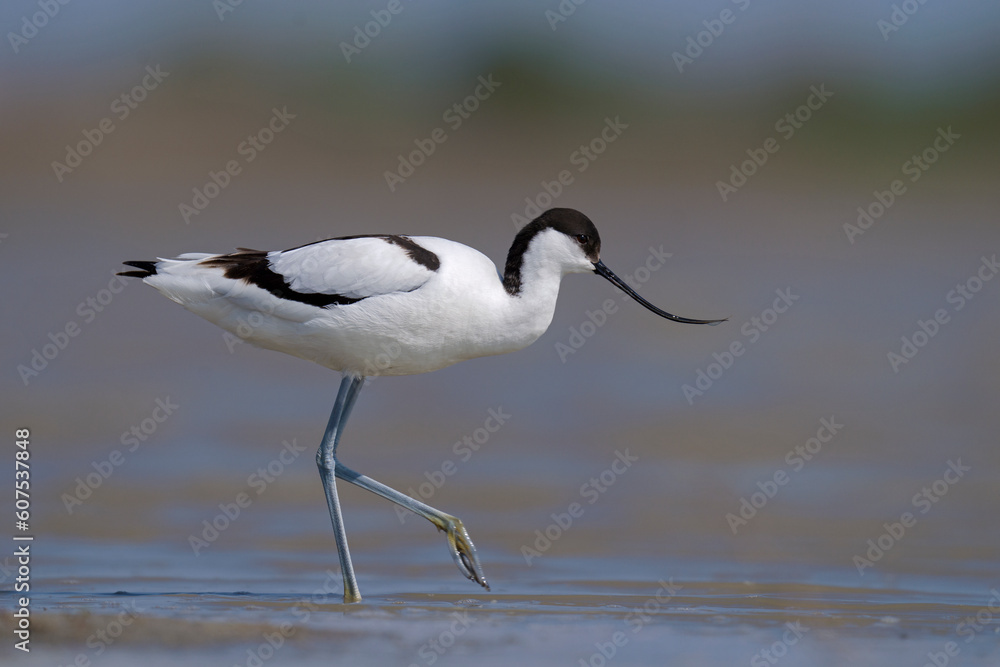 The pied avocet The pied avocet