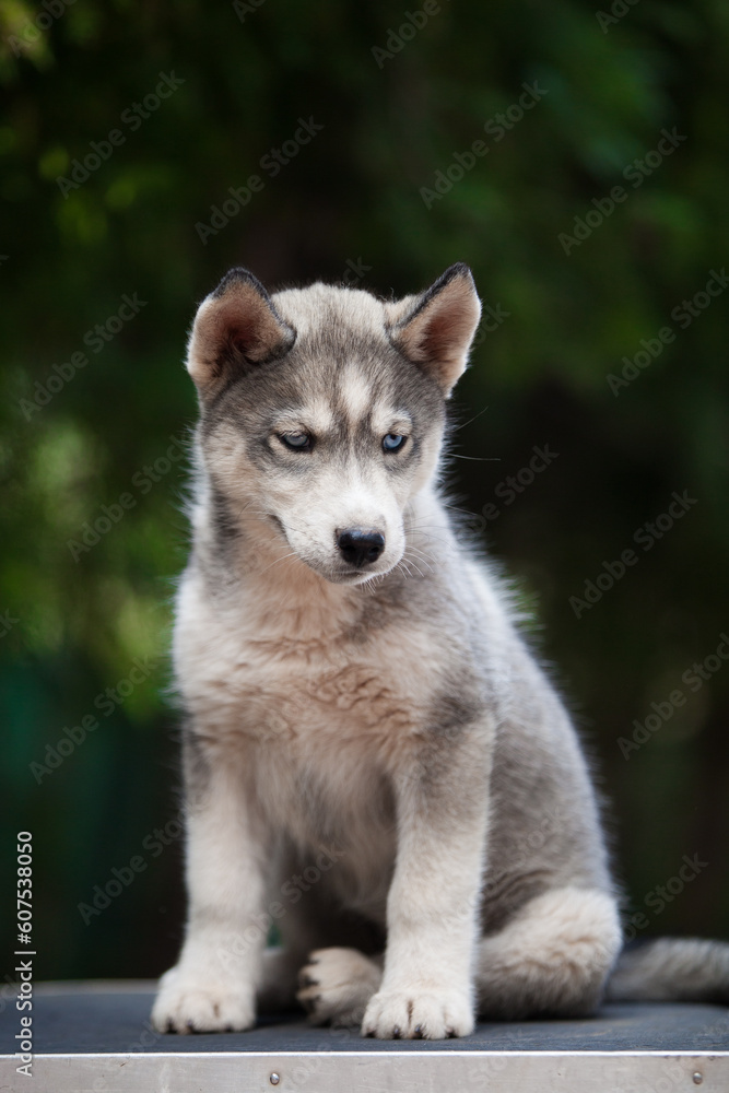 Little husky that looks like a wolf