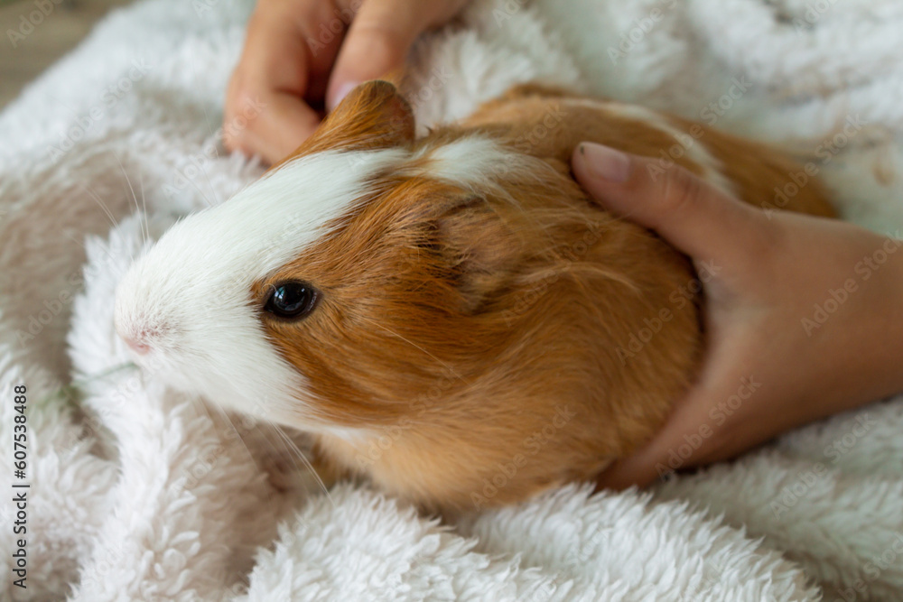 A child strokes a guinea pig, a guinea pig breaks out of his hands. High quality photo A child strokes a guinea pig, a guinea pig breaks out of his hands. High quality photo