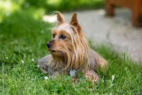 Australian Silky Terrier outdoors on green grass in the garden