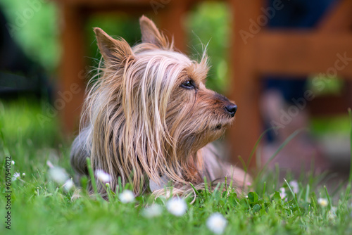 Australian Silky Terrier outdoors on green grass in the garden photo