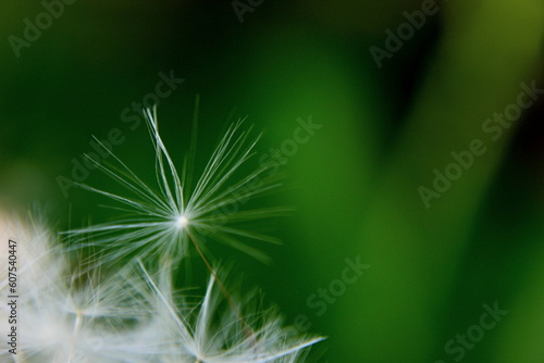 dandelion in the wind