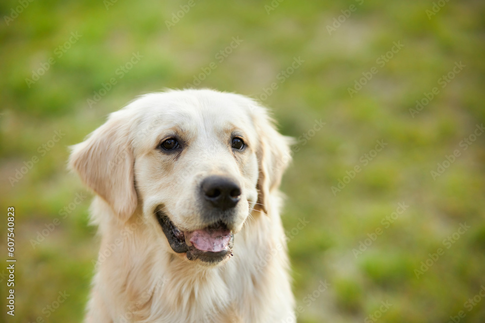 Golden retriever dog. Cute adorable golden retriever dog walking on the fresh green lawn in the park. Shot in the head of a golden retriever. Charming Golden Retriever on the background of nature. Golden retriever dog. Cute adorable golden retriever dog walking on the fresh green lawn in the park. Shot in the head of a golden retriever. Charming Golden Retriever on the background of nature.