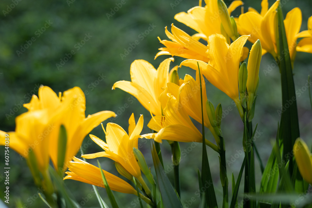 Yellow and orange day-lily garden flowers growing under sunlight. Daylily Hemerocallis or Stella D'Oro Reblooming Daylily flower close up. Vivid inflorescences of flowering plant Yellow and orange day-lily garden flowers growing under sunlight. Daylily Hemerocallis or Stella D'Oro Reblooming Daylily flower close up. Vivid inflorescences of flowering plant