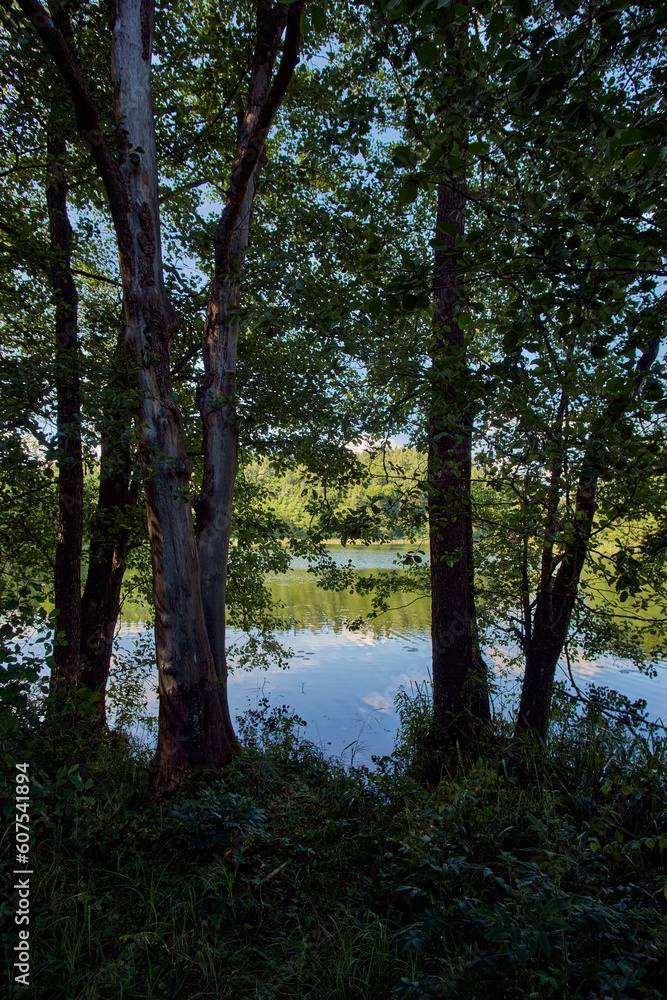 trees on the lake, Poland
