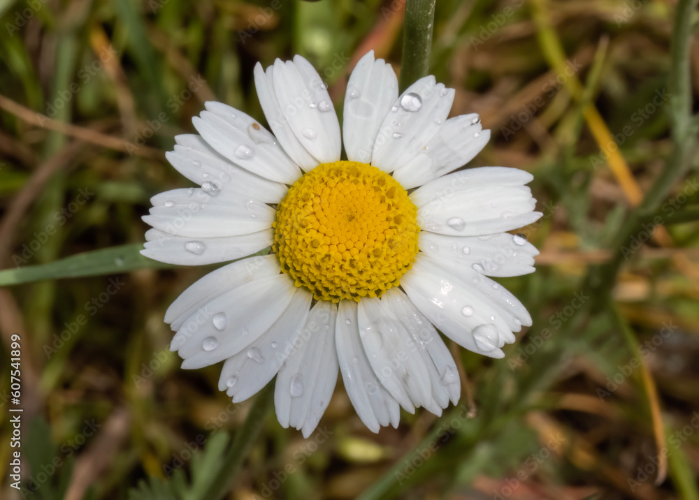 Fototapeta premium Close-up with daisy flower ( Leucanthemum vulgare ) with drops of water, after rain.