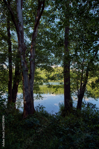 trees on the lake, Poland © eagle130870