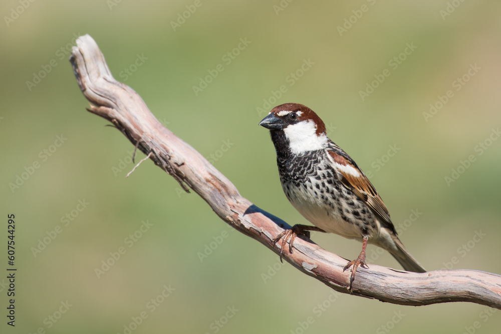 Naklejka premium The Spanish sparrow or willow sparrow