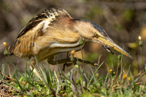 The little bittern or common little bittern photo