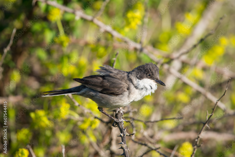 The western Orphean warbler