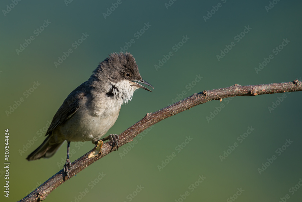 Fototapeta premium The western Orphean warbler