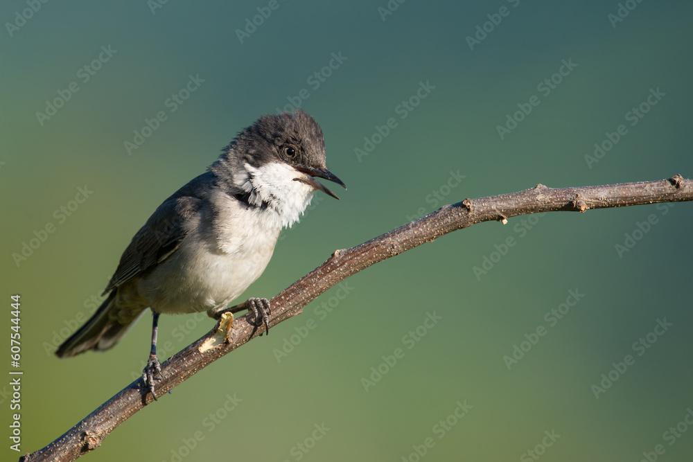 Fototapeta premium The western Orphean warbler