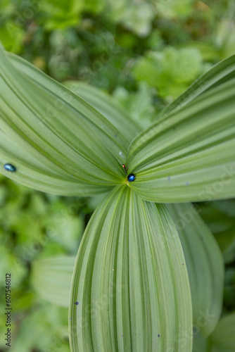 Sommer in den Alpen mit Wiesen und Wasserfällen