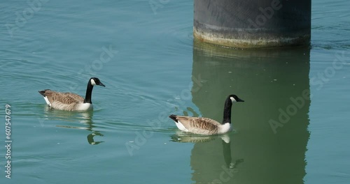 Bernaches du Canada ou oies noires (Branta canadensis) . Grand anatides au plumage gris-brun, long cou noir, gorge et joues blanches nageant au bord du Rhin
 photo