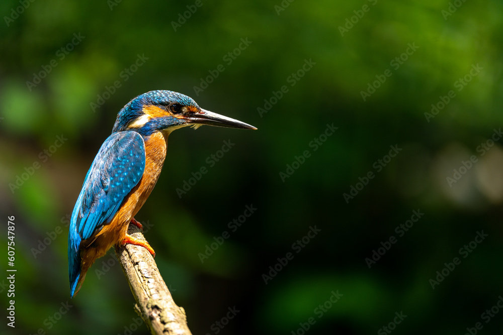 Fototapeta premium Eisvogel / Common Kingfisher