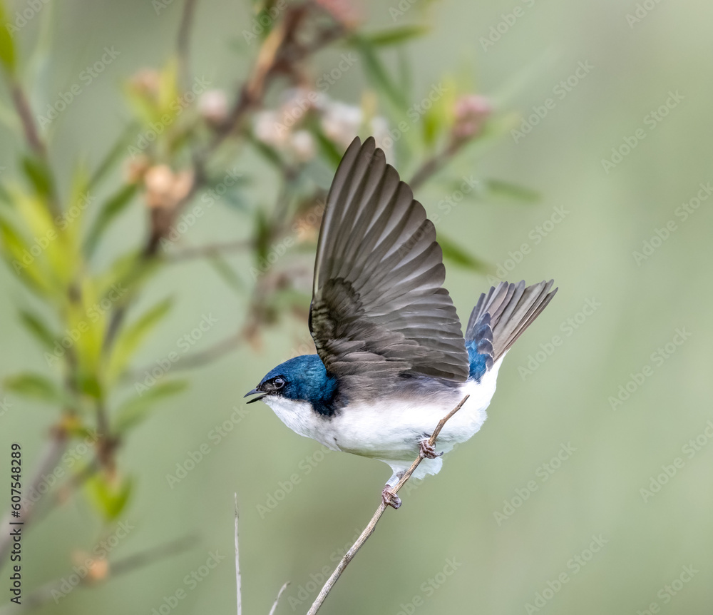 Tree Swallow close up blurred background Tree Swallow close up blurred background