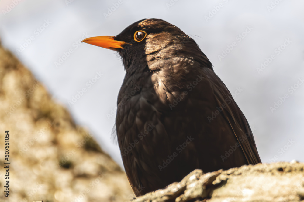 Amsel im Baum Amsel im Baum
