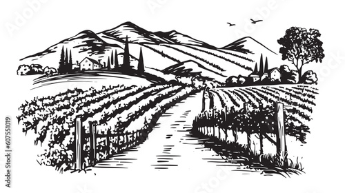 Wine plantations hand drawn, vector.   © Tatiana