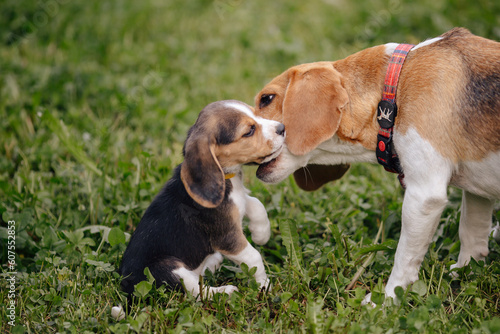 beagle puppy with mom