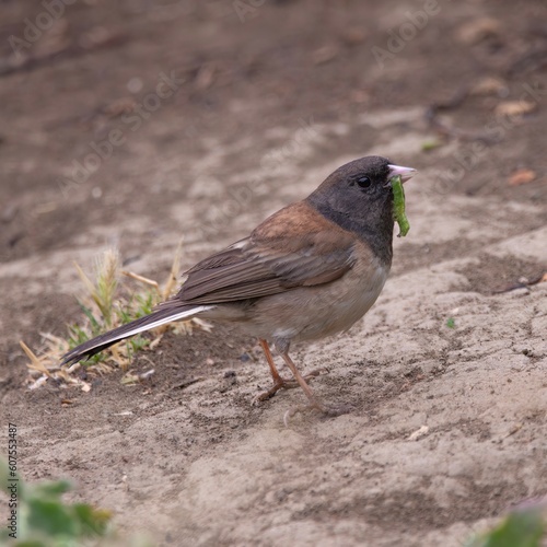 Dark-Eyed Junco Eating a Caterpillar