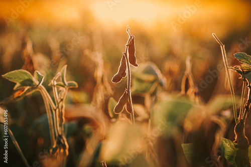 Soybean lit by sunrays.  Dramatic landscape at sunset. Selective focus on detail. photo