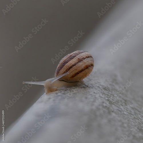 Snail on a Fence