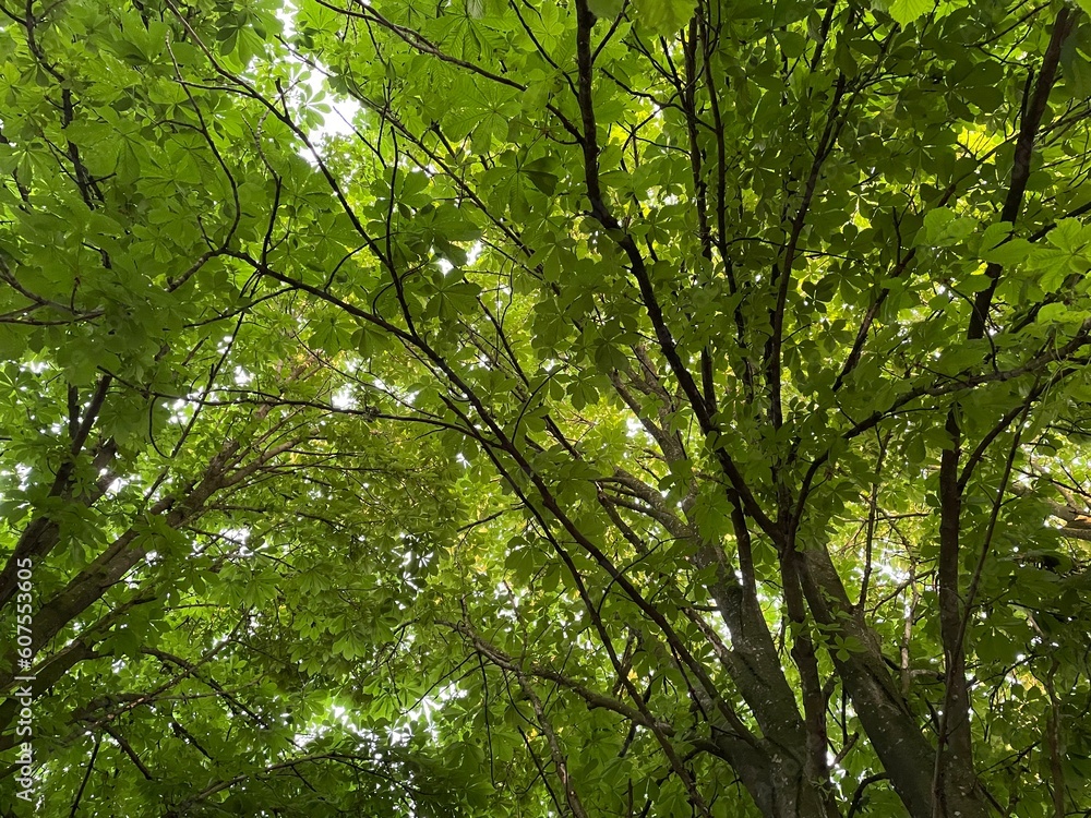 Fototapeta premium green leaves in sunlight