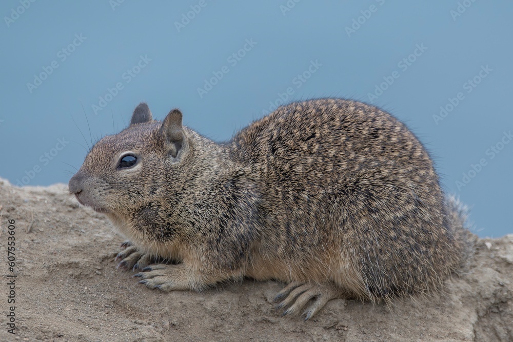 California Ground Squirrel on a Rock California Ground Squirrel on a Rock