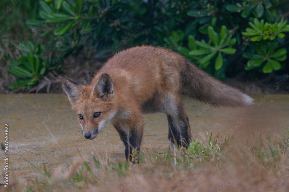 Obraz premium Red Fox