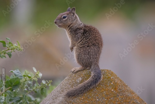 California Ground Squirrel