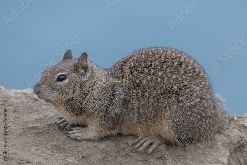 California Ground Squirrel on a Rock