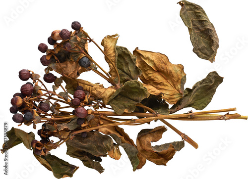 Schilderij op canvas Dried Autumn Branch with Berries Rustic Botanical Element