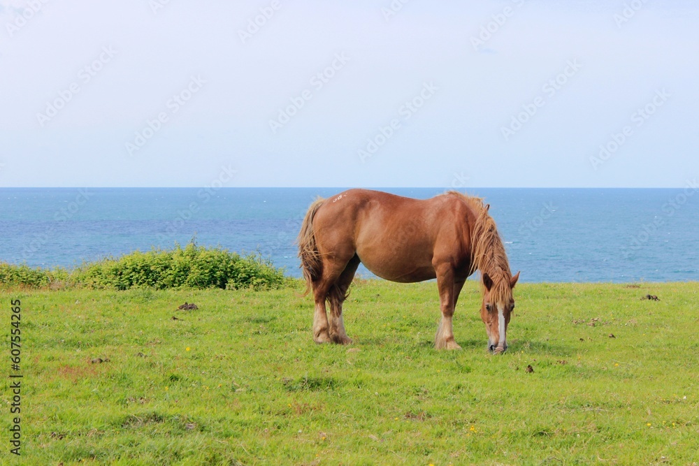 Obraz premium Wild free horse standing and feeding in the countryside next to the coast. Brown hair, which is blown by the wind. On the background, the sea. Profile of the animal. Empty space for text.