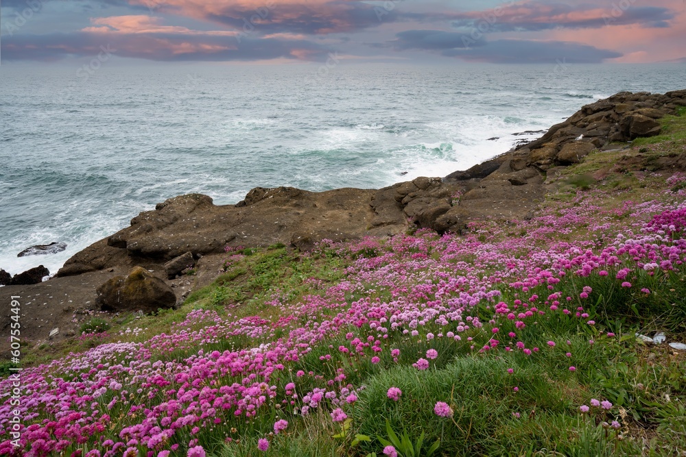 Oregon coast scene near Depoe Bay with sea thrift in forground. Variously called armeria maritima, the thrift, sea thrift or sea pink, it is a species of flowering plant in the family Plumbaginaceae.