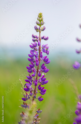  Lilac and purple wild flowers in a curved shape. Lupine many-leaved, beautiful flower, wild flower in the field