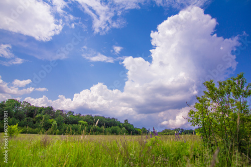 
A beautiful summer landscape, a flower meadow against a cloudy sky, from the photo it breathes a summer mood. Brilliant colors, high color saturation