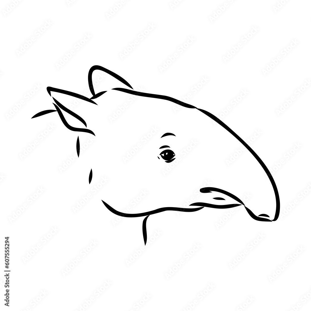 Tapir animal sketch engraving vector illustration. Scratch board style imitation. Hand drawn image. Tapir animal sketch engraving vector illustration. Scratch board style imitation. Hand drawn image.