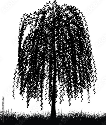 Silhouette of a weeping willow tree
