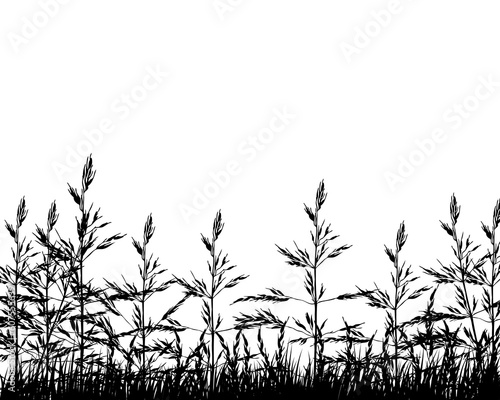 Vector illustration wheat background for design use