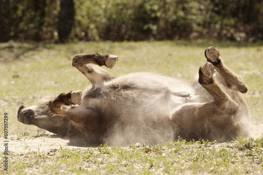 Fototapeta premium Mini donkey rolling for dust bath on Texas farm closeup during summer season.