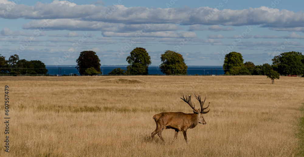 Fototapeta premium Deer. Deer pasture in the park. Denmark. Copenhagen.