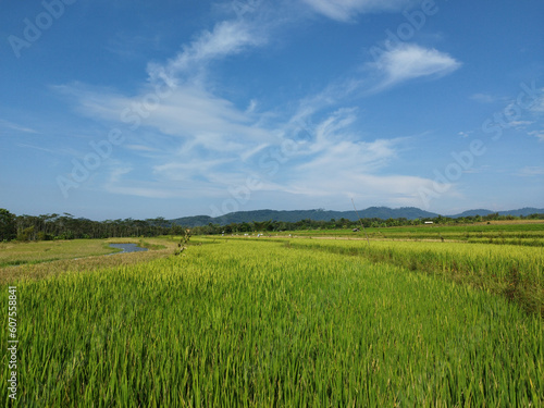 A Rice Fields in the sky blue