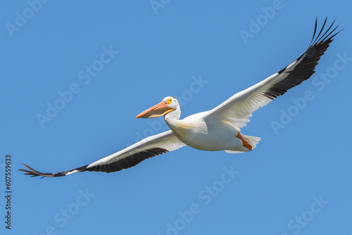 American white pelican with wings outstretched flying against a blue sky 